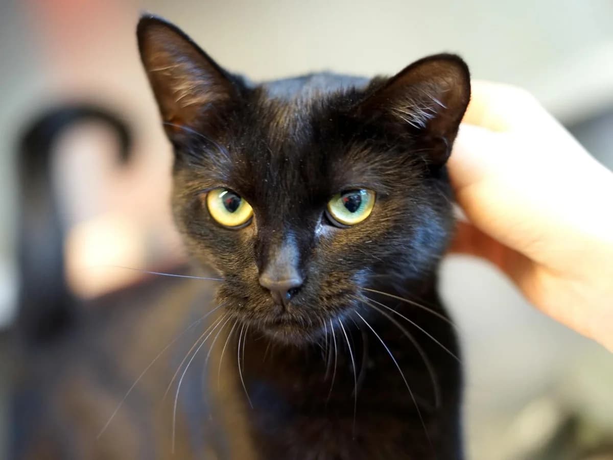 Witch, schwarz female young mixed breed for adoption at Hamburger Tierschutzverein, Hamburg