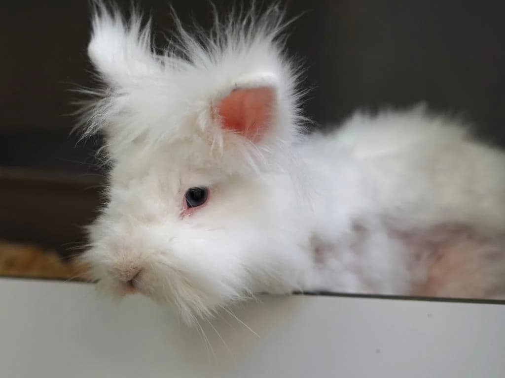 Brösel, weißAlter: adult male Mixed Breed for adoption at Tierheim Hamburg, Hamburg