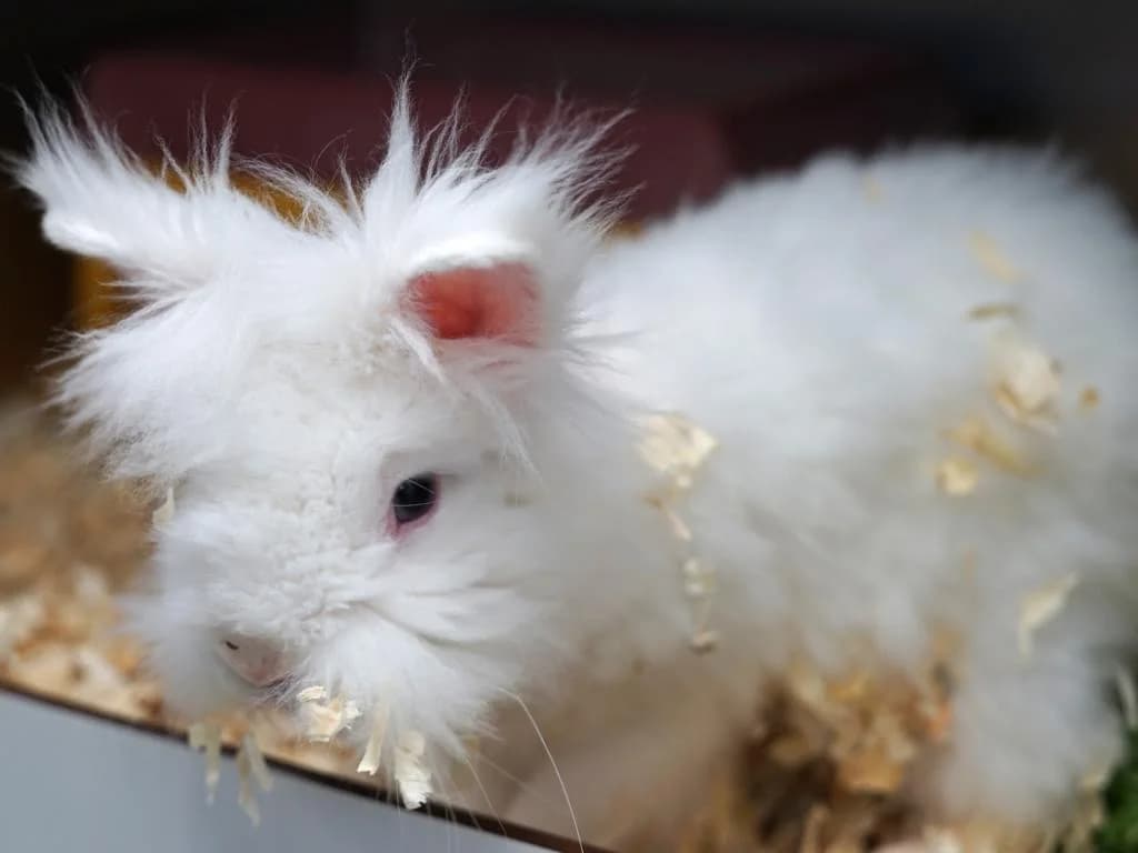 Kunibert, weißAlter: adult male Mixed Breed for adoption at Tierheim Hamburg, Hamburg