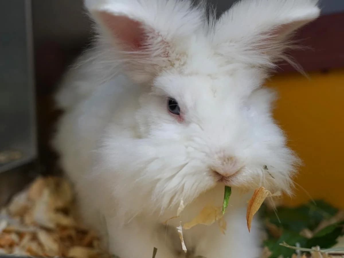 Pommes, weißAlter/ male Mixed Breed for adoption at Tierheim Hamburg, Hamburg