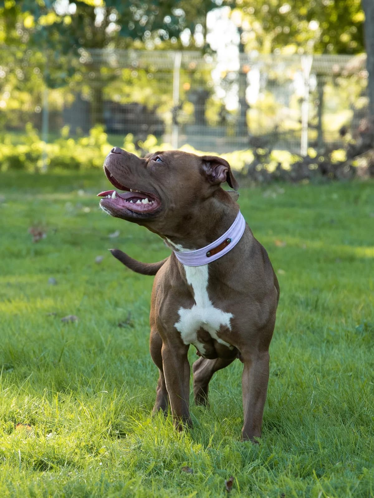 Joy, rotbraun mit weißen Abzeichen female 6yo Pit Bull Terrier for adoption at Tierheim Hamburg, Hamburg