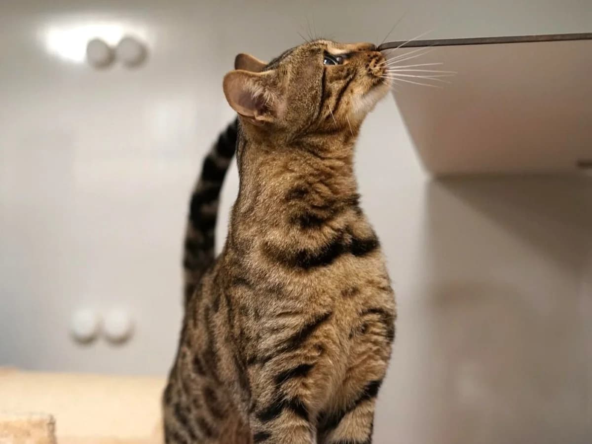 Cappuccino, braun getigert male 4yo Bengal for adoption at Tierheim Hamburg, Hamburg