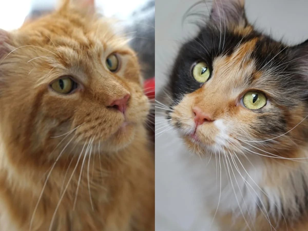 Hekate & Zeus, dreifarbig (Hekate), rot getigert (Zeus) male 5yo mixed breed for adoption at Tierheim Hamburg, Hamburg
