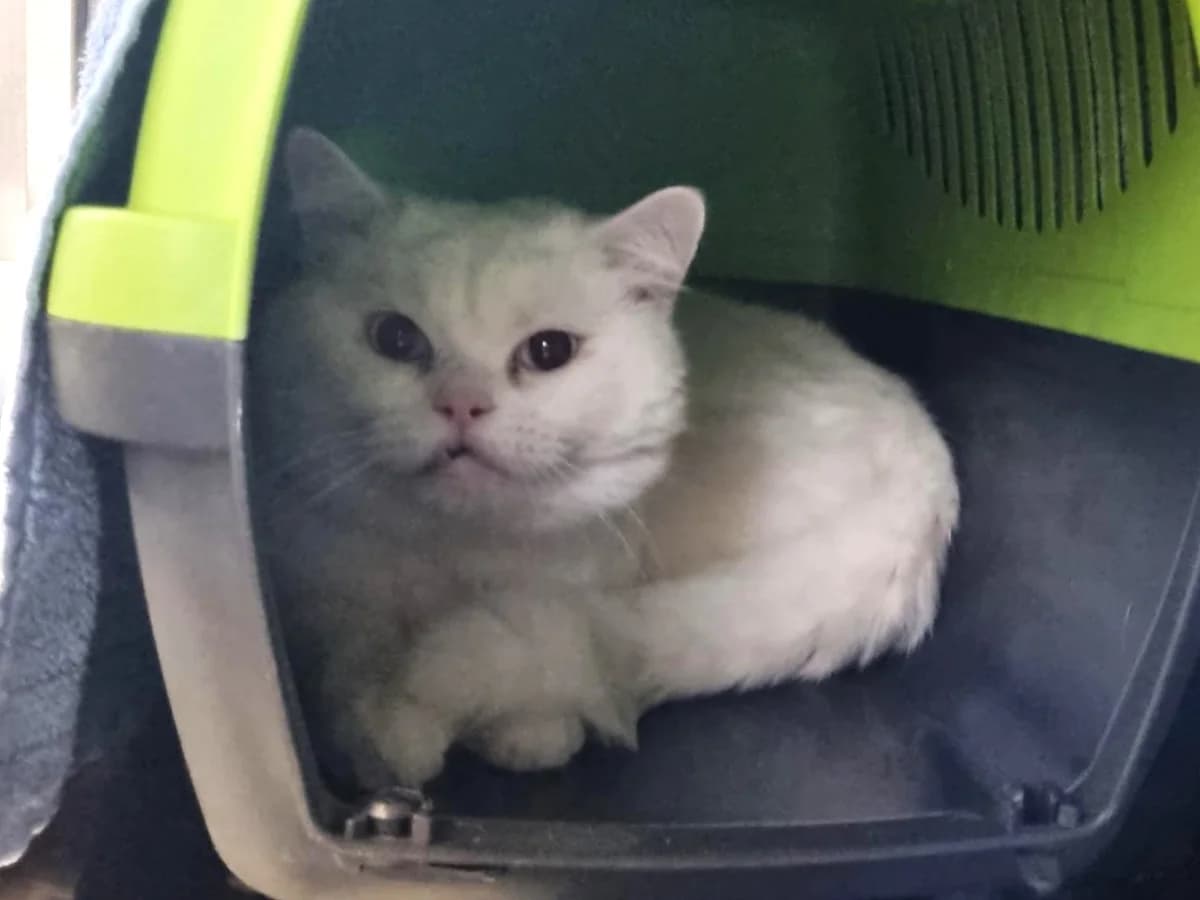 Juno, weiß male young British Shorthair for adoption at Tierheim Hamburg, Hamburg