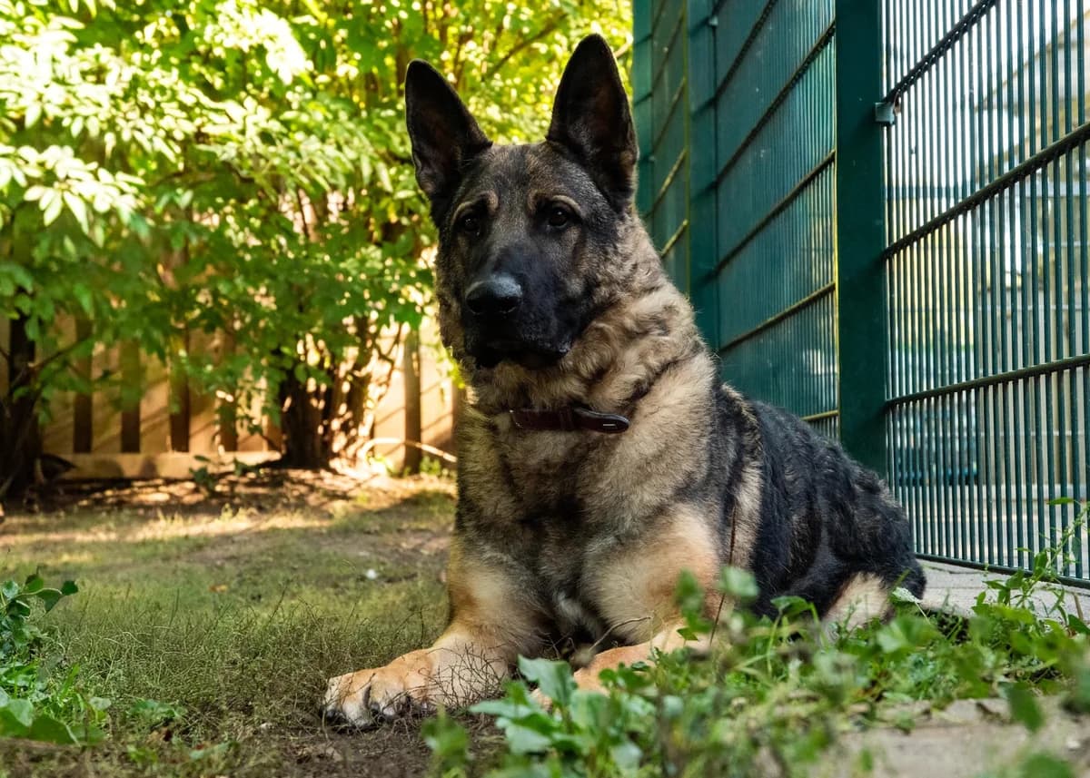 Levy, braun-schwarz male 4yo German Shepherd for adoption at Tierheim Hamburg, Hamburg