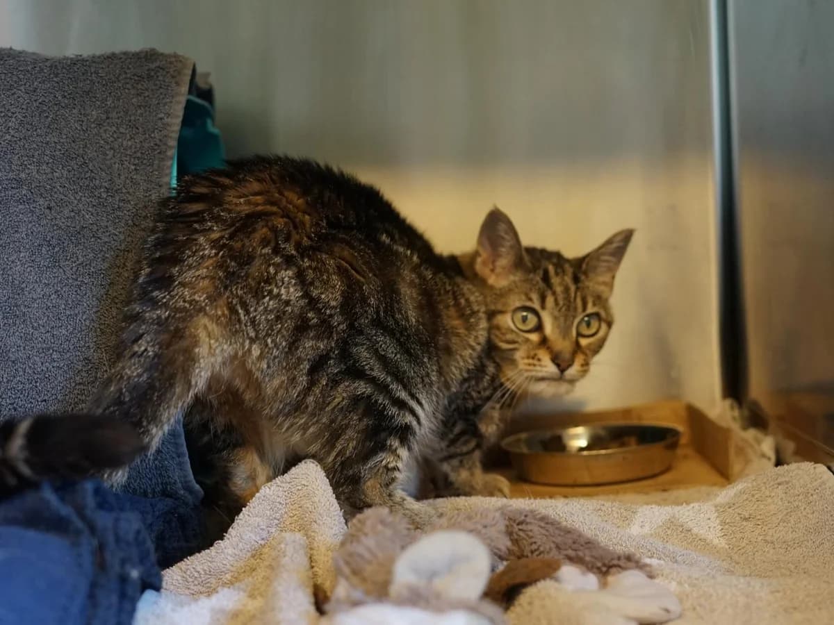 Mora, getigert female senior mixed breed for adoption at Hamburger Tierschutzverein, Hamburg