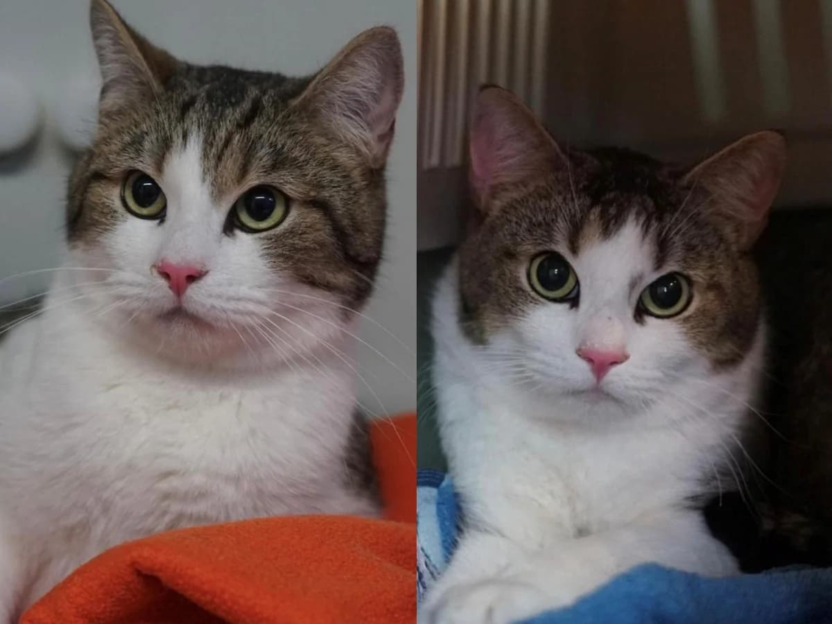 Leo & Jay, grau mit weiß und schwarz (Leo), getigert grau-braun mit weiß (Jay) male young British Shorthair for adoption at Hamburger Tierschutzverein, Hamburg