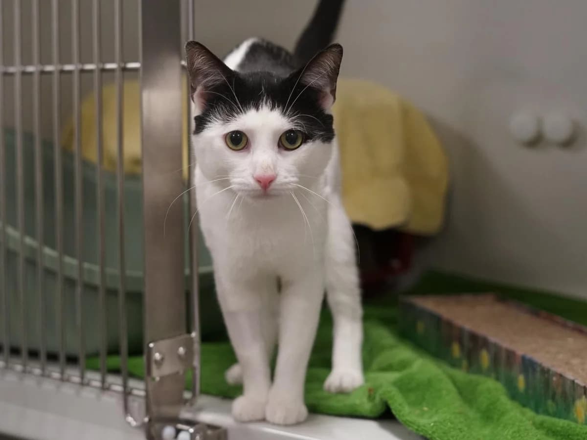 Fiete, schwarz-weiß male young mixed breed for adoption at Hamburger Tierschutzverein, Hamburg