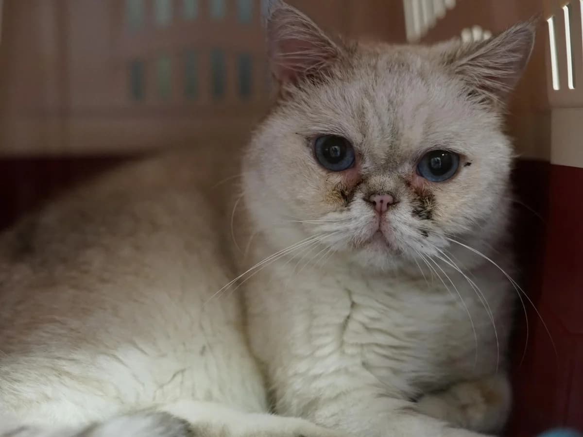 Konny, creme-hellbraun getigert male senior mixed breed for adoption at Hamburger Tierschutzverein, Hamburg