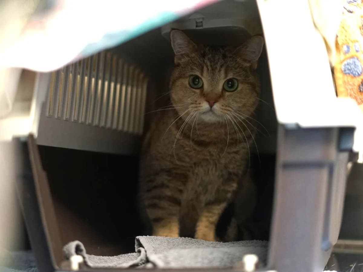 Zetta, braun female senior British Shorthair for adoption at Hamburger Tierschutzverein, Hamburg