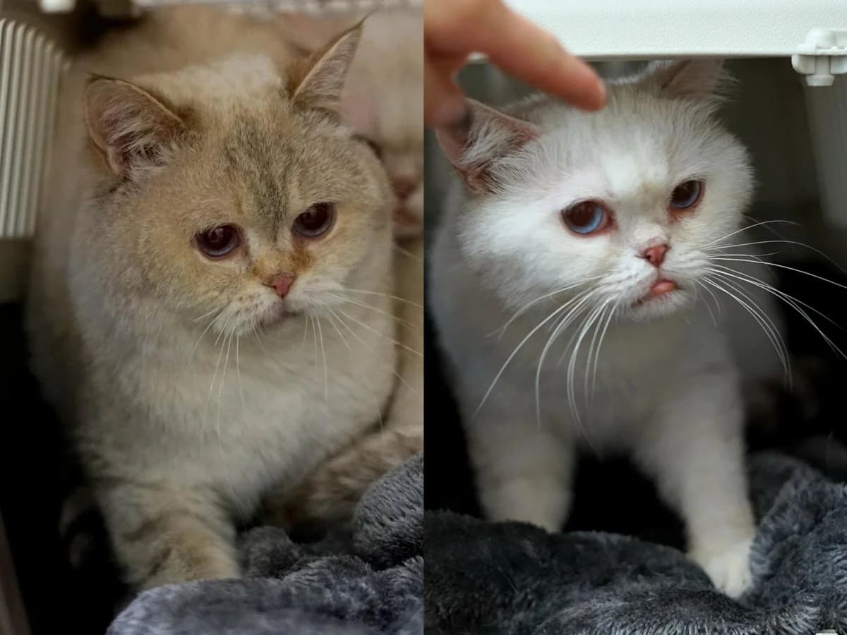 King & Karl, weiß, braun getigerter Schwanz (King), creme (Karl) male senior British Shorthair for adoption at Tierheim Hamburg, Hamburg
