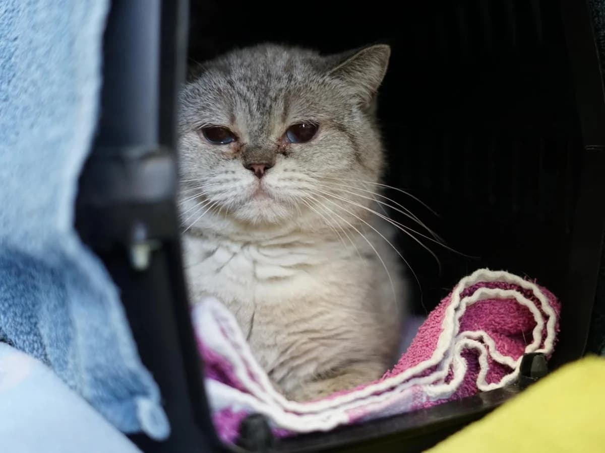 Yotta, hellgrau - dunkelgrau getigert female 4yo mixed breed for adoption at Hamburger Tierschutzverein, Hamburg
