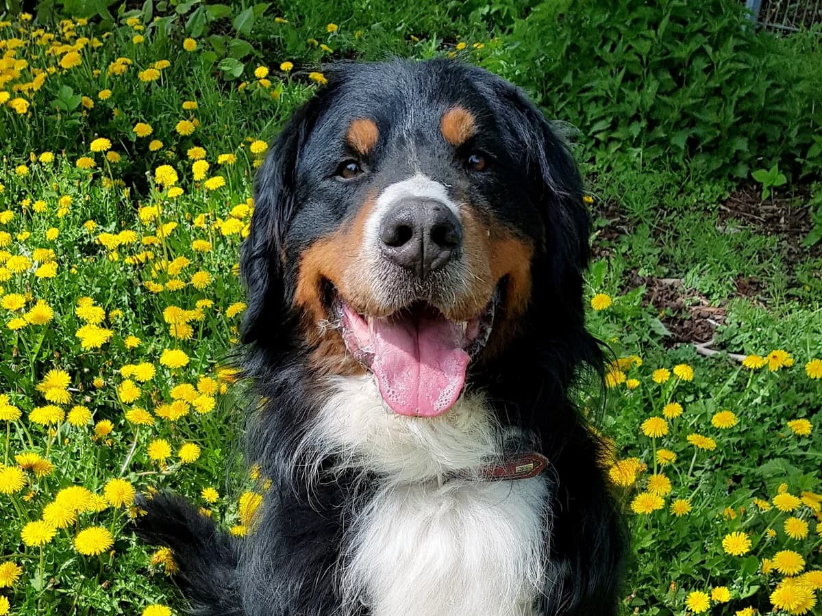 Simba, schwarz mit braunen und weißen Abzeichen male 7yo Bernese Mountain Dog for adoption at Tierheim Hamburg, Hamburg
