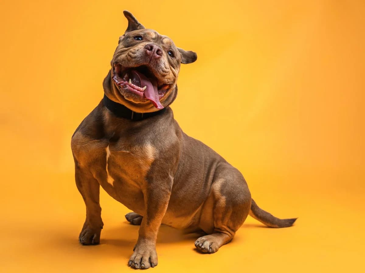 Grom, braun male 7yo Bullmastiff for adoption at Hamburger Tierschutzverein, Hamburg