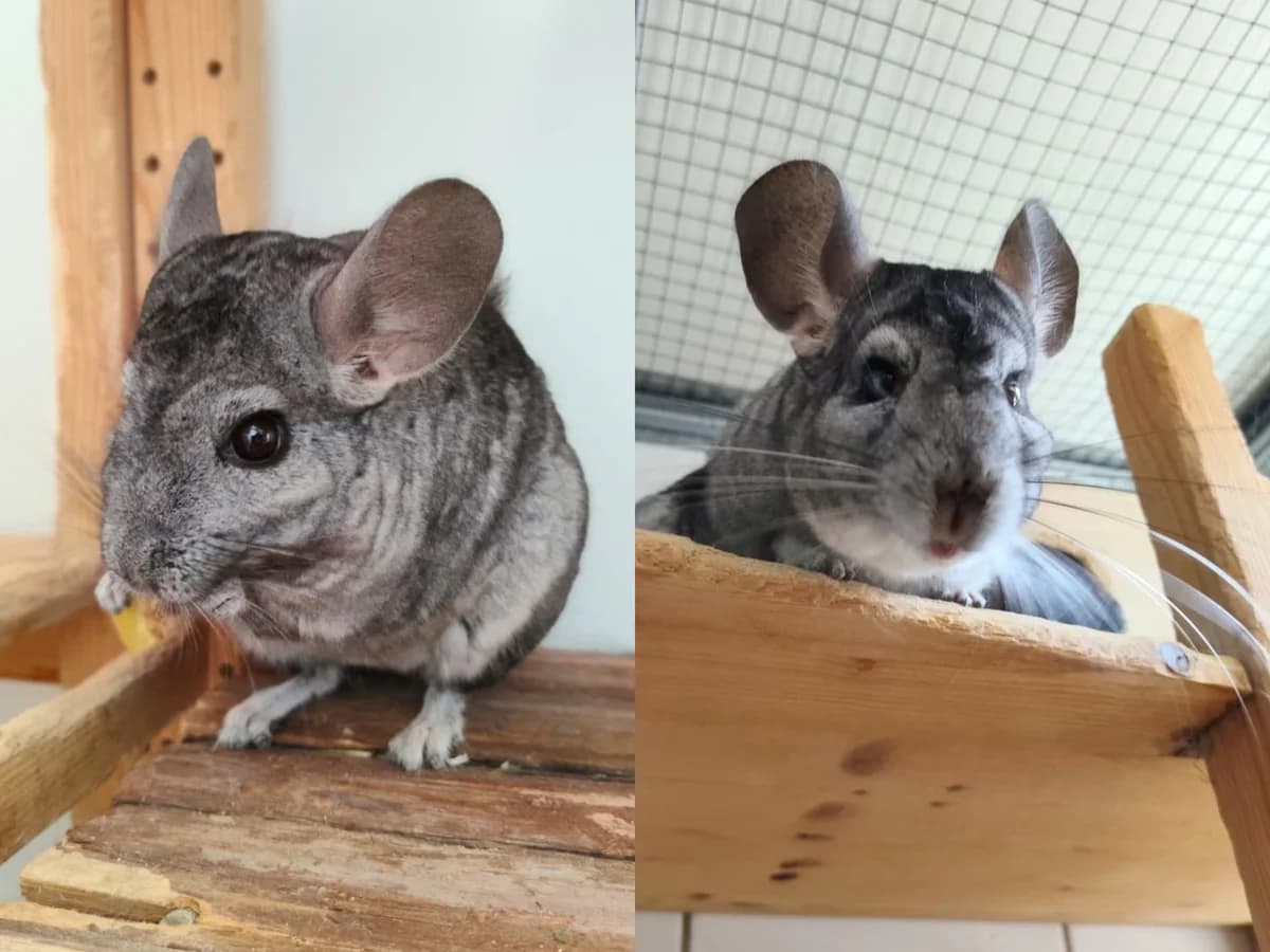 Mutti & Roo, grau female senior Mixed Breed for adoption at Tierheim Hamburg, Hamburg