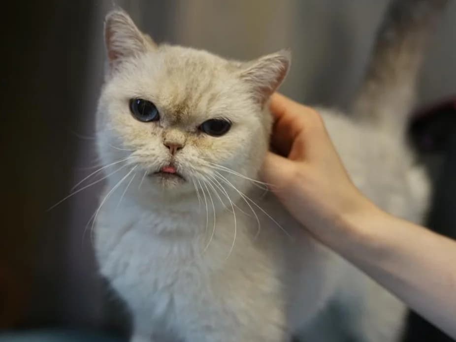 Uhu, weiß-beige, getigerter Schwanz female senior British Shorthair for adoption at Hamburger Tierschutzverein, Hamburg