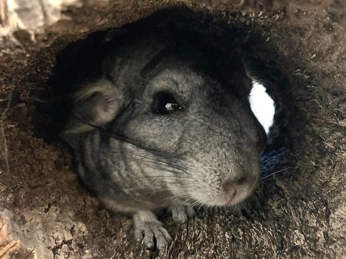Fred, grau female 7yo Mixed Breed for adoption at Tierheim Hamburg, Hamburg