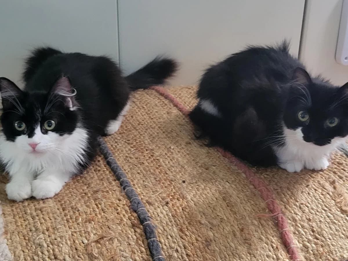 Frieda & Hanno, schwarz - weiß male young mixed breed for adoption at Hamburger Tierschutzverein, Hamburg