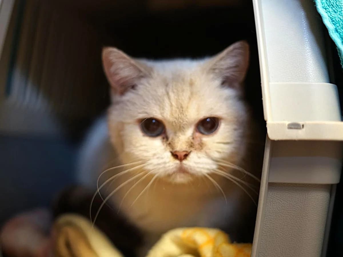 Eule, beige, getigerter Schwanz, blaue Augen female senior British Shorthair for adoption at Hamburger Tierschutzverein, Hamburg