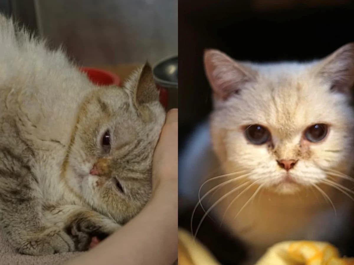 Eule & Milli, beige, getigerter Schwanz, blaue Augen (Eule), creme, Gesicht und Schwanz getigert (Milli) female senior British Shorthair for adoption at Hamburger Tierschutzverein, Hamburg