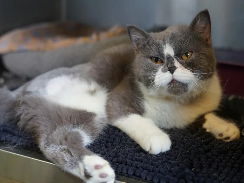 Franka, grau-weiß female mixed breed for adoption at Tierheim Hamburg, Hamburg