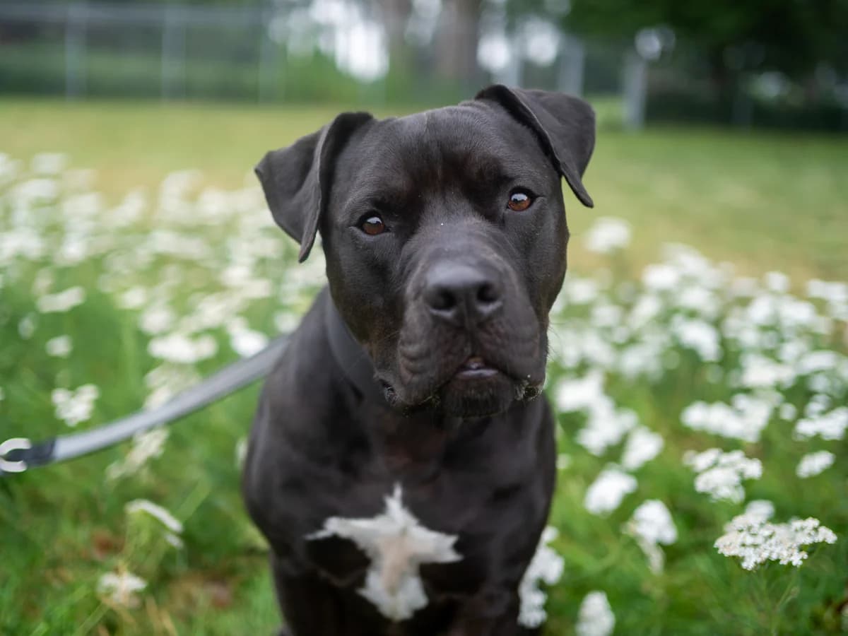 Gizmo, braun mit weißen Abzeichen male 5yo Staffordshire Bull Terrier for adoption at Hamburger Tierschutzverein, Hamburg