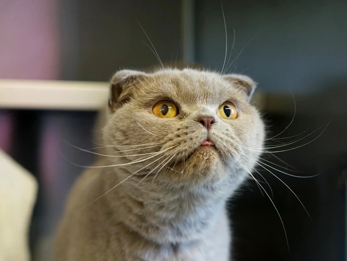 Annemarie, grau female 7yo Scottish Fold for adoption at Hamburger Tierschutzverein, Hamburg