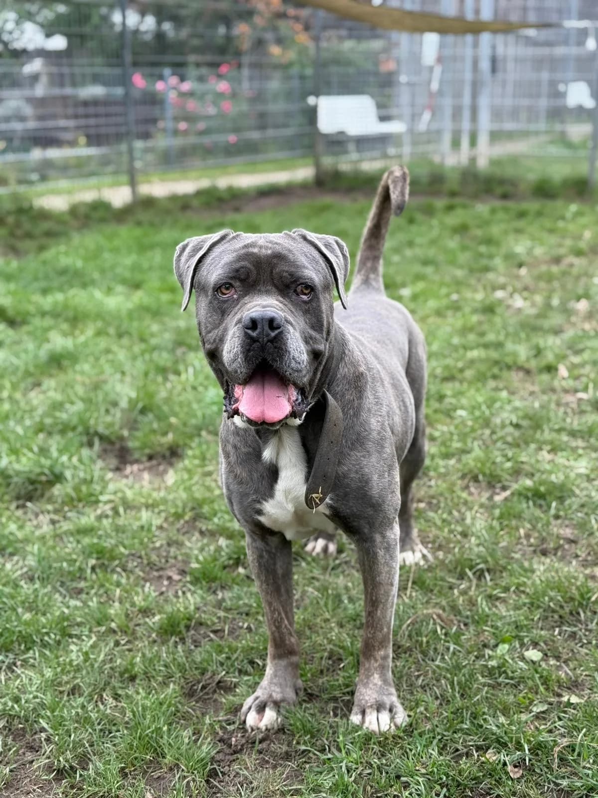 Beelzebub, grau mit weißen Abzeichen male 6yo Cane Corso for adoption at Tierheim Hamburg, Hamburg
