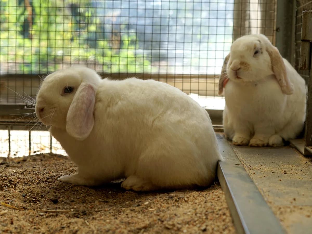 Bunny & Hoppel, weiß (Bunny); weiß mit braunen Abzeichen (Hoppel) male young Mixed Breed for adoption at Tierheim Hamburg, Hamburg
