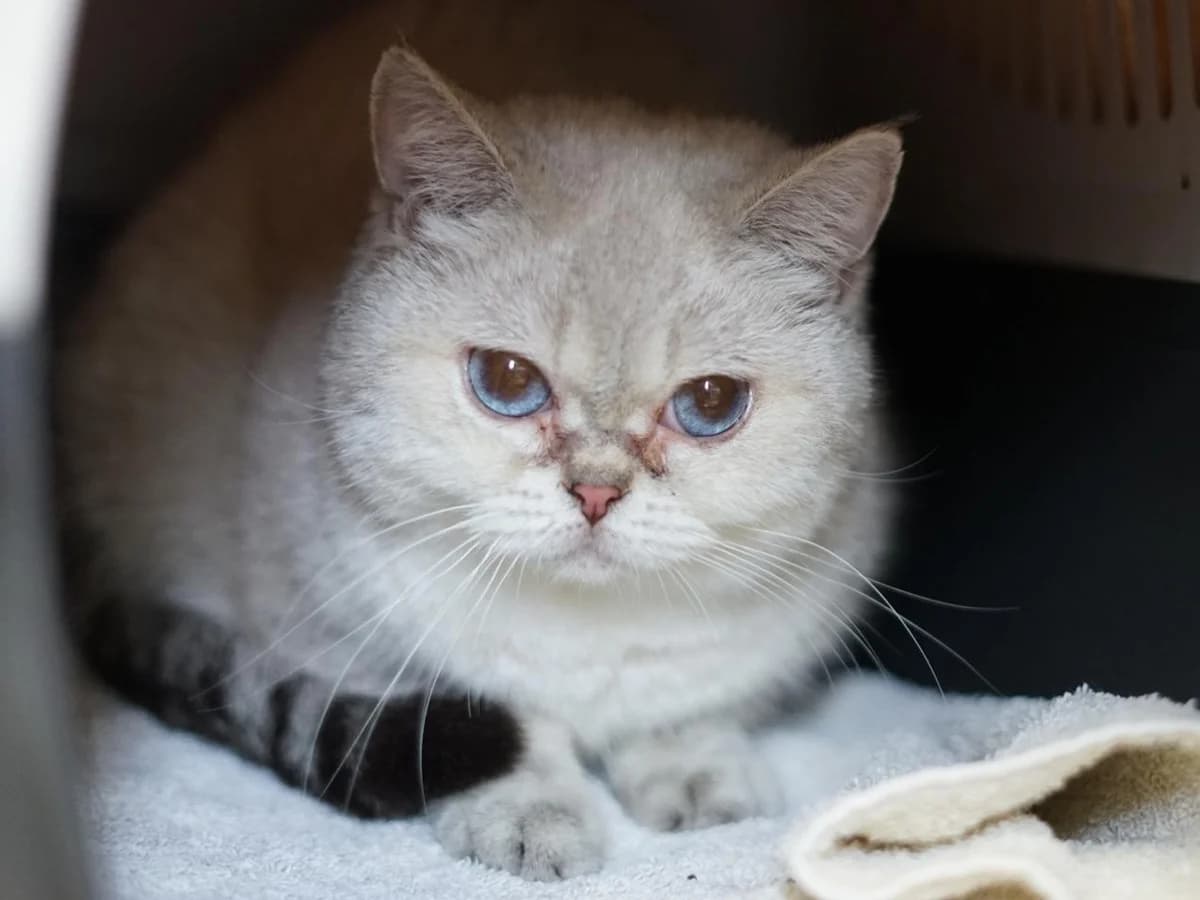Purzel, creme female 4yo British Shorthair for adoption at Tierheim Hamburg, Hamburg