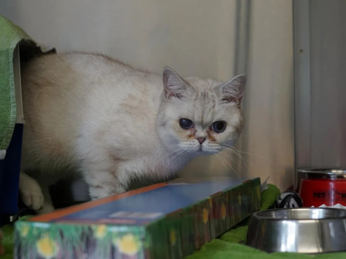 Purzel, creme female 4yo British Shorthair for adoption at Hamburger Tierschutzverein, Hamburg