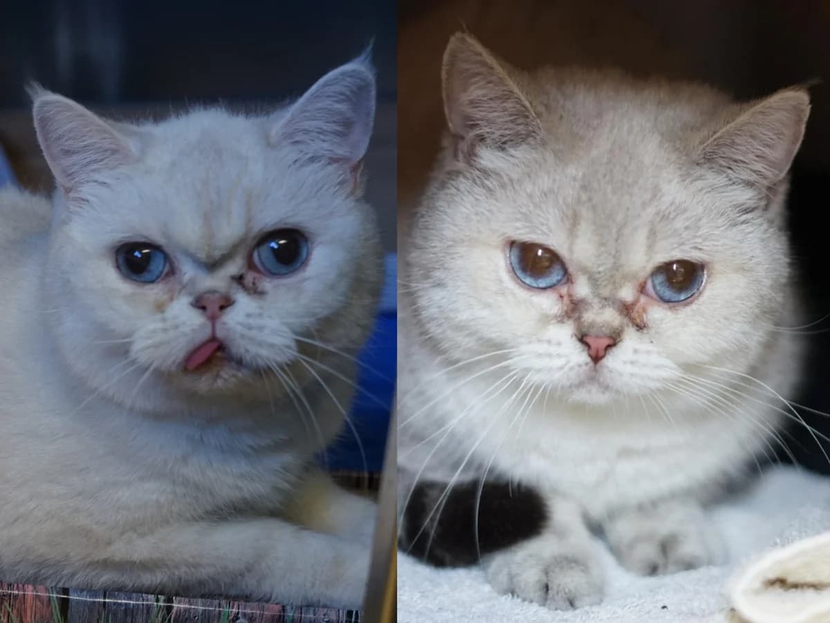 Purzel & Grammi, creme female 4yo British Shorthair for adoption at Hamburger Tierschutzverein, Hamburg