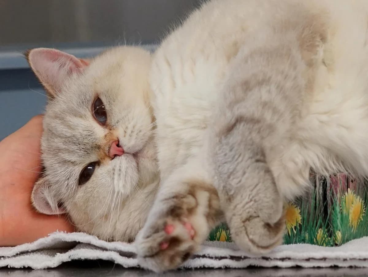 Sunny, beige female 5yo British Shorthair for adoption at Tierheim Hamburg, Hamburg