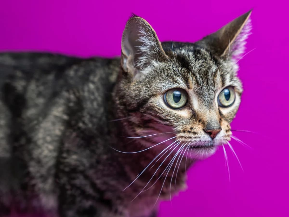 Katzen, getigert braun mit rot female senior mixed breed for adoption at Hamburger Tierschutzverein, Hamburg