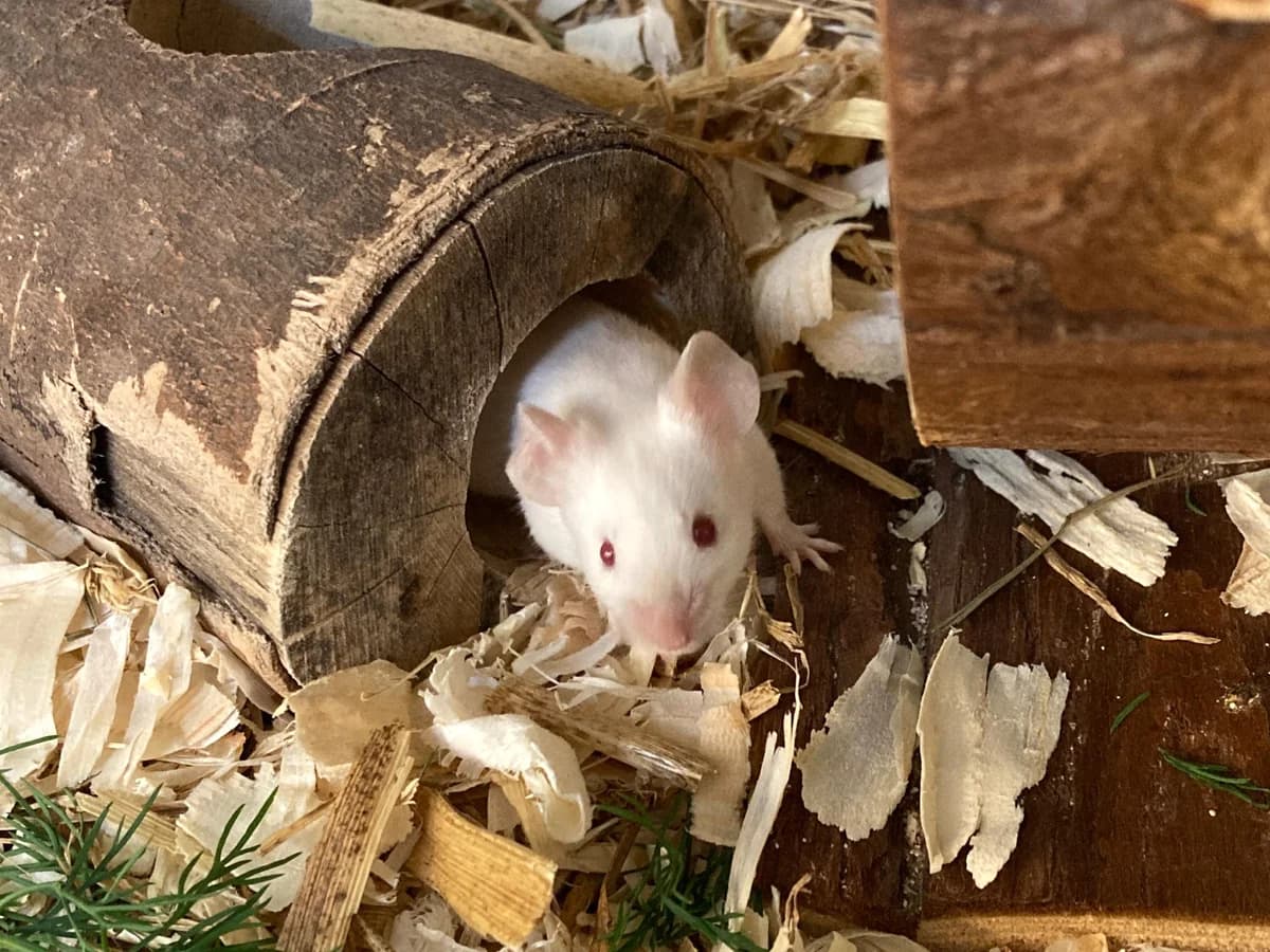 Die Mausi-Boys, verschiedenAlter: adult male mixed breed for adoption at Tierheim Hamburg, Hamburg