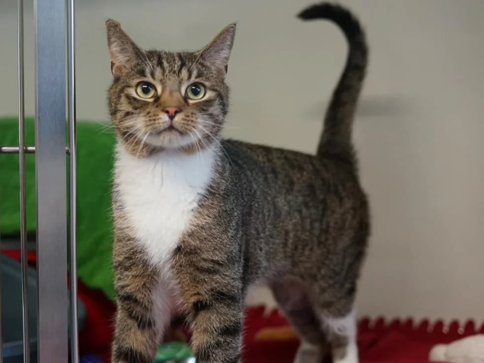 Katzen, weiß-rot-getigert male 4yo mixed breed for adoption at Hamburger Tierschutzverein, Hamburg