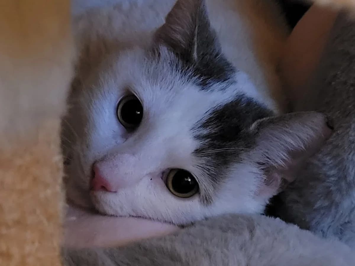 Katzen, rot getigert mit weißen Abzeichen female 6yo Mixed Breed for adoption at Tierheim Hamburg, Hamburg