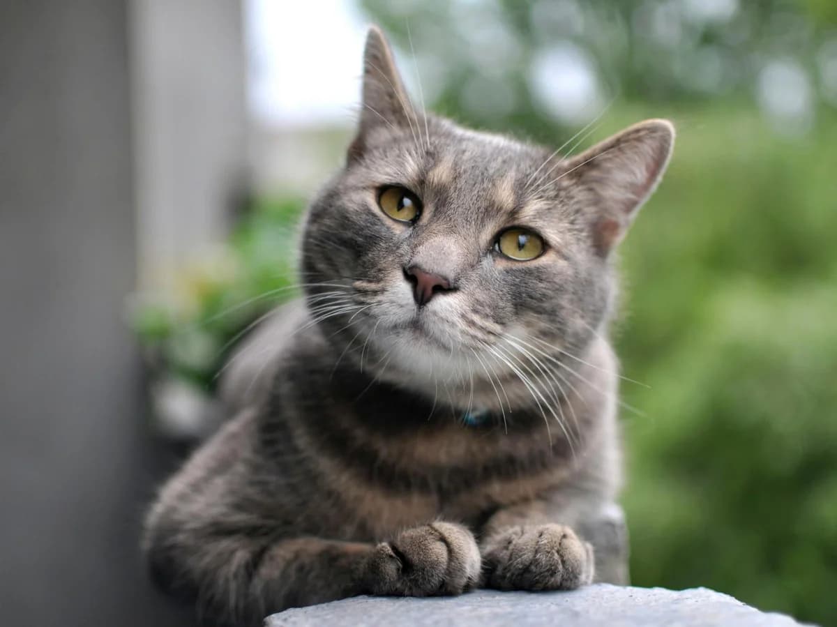 Joschi, grau male 4yo Mixed Breed for adoption at Tierheim Hamburg, Hamburg