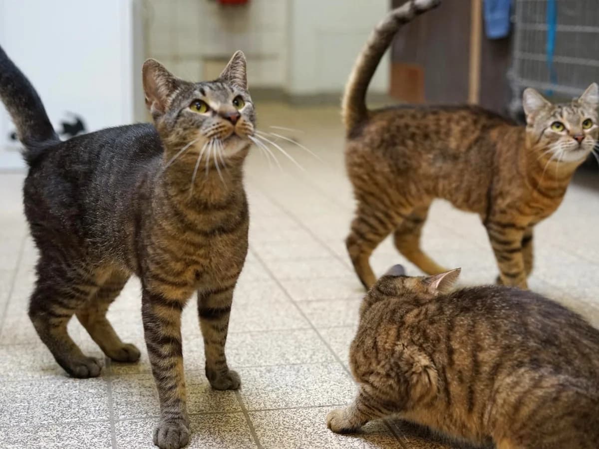 Cat, grau male 4yo Mixed Breed for adoption at Tierheim Hamburg, Hamburg