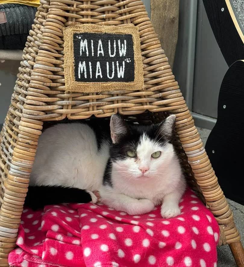 Bonny, female 6yo European Shorthair for adoption at Tierschutzverein Hamm, Hamm