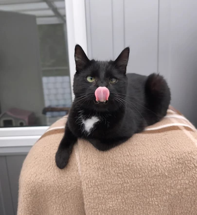 Clyde, male 6yo European Shorthair for adoption at Tierschutzverein Hamm, Hamm