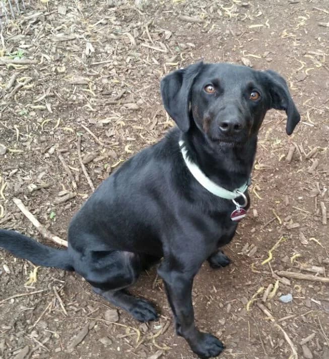 Dobby, male senior Mixed Breed for adoption at Tierschutzverein Hamm, Hamm