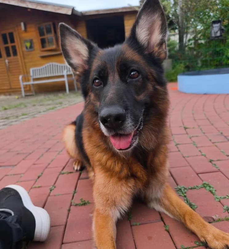Kampina, female 7yo German Shepherd for adoption at Tierschutzverein Hamm, Hamm