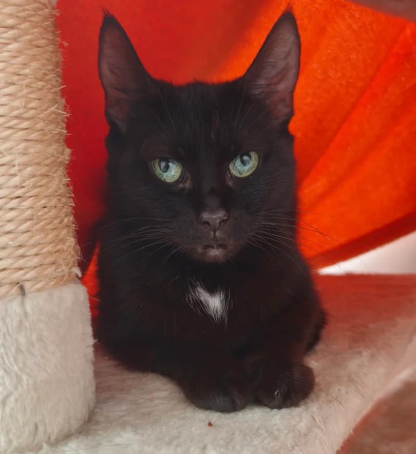 Mäuschen, female European Shorthair for adoption at Tierschutzverein Hamm, Hamm