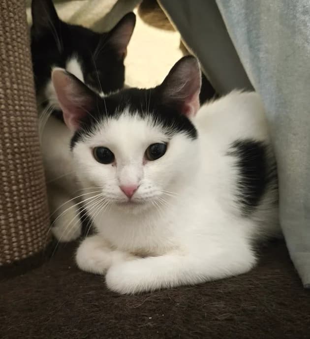 Macadamia, female young British Shorthair for adoption at Tierschutzverein Hamm, Hamm