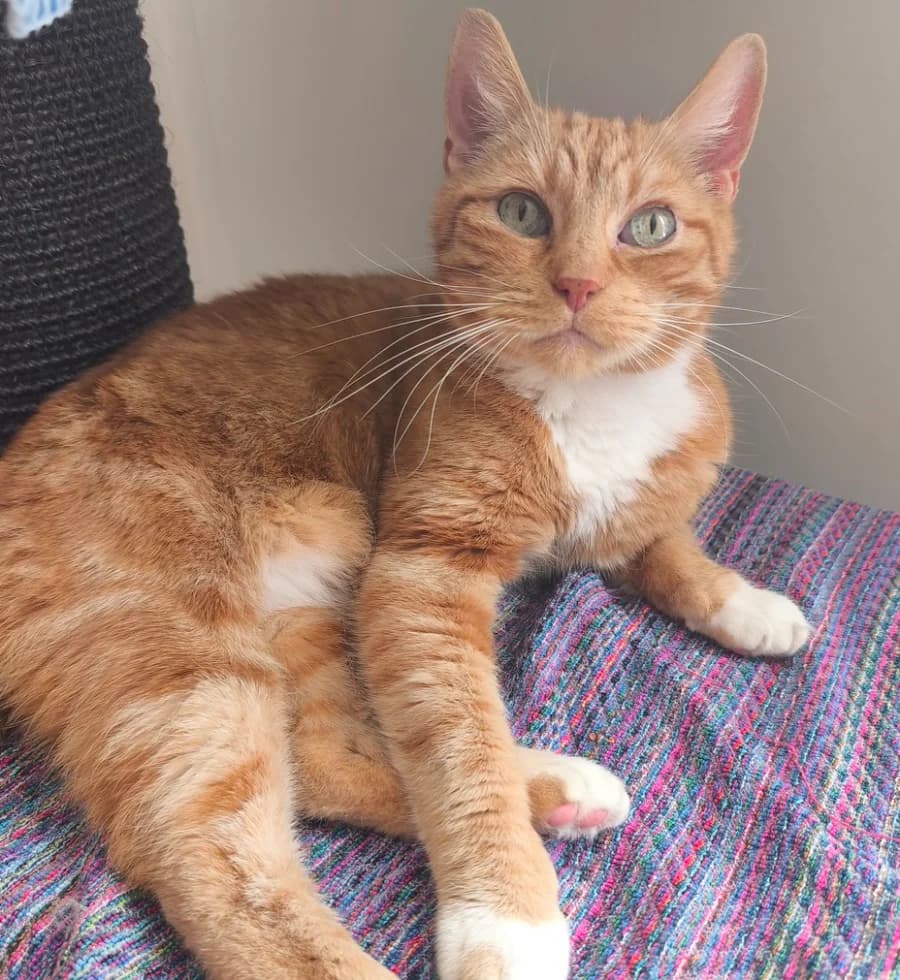 Merlin, male European Shorthair for adoption at Tierschutzverein Hamm, Hamm