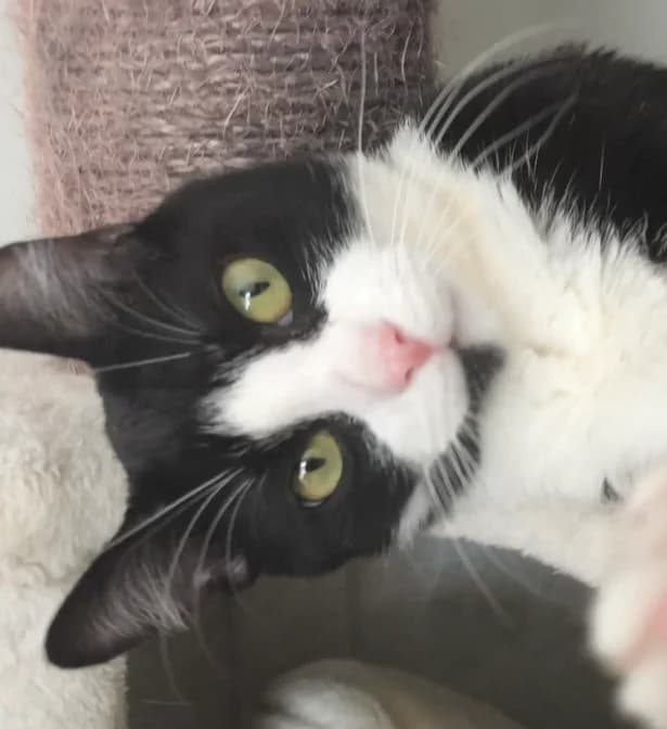 Pecannut, male European Shorthair for adoption at Tierschutzverein Hamm, Hamm