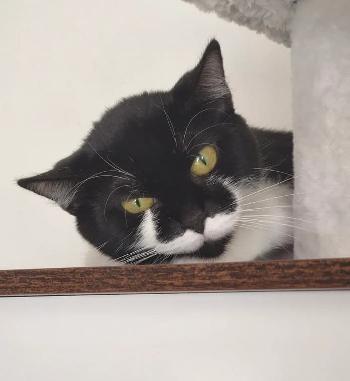 Dobby, male senior British Shorthair for adoption at Tierschutzverein Hamm, Hamm