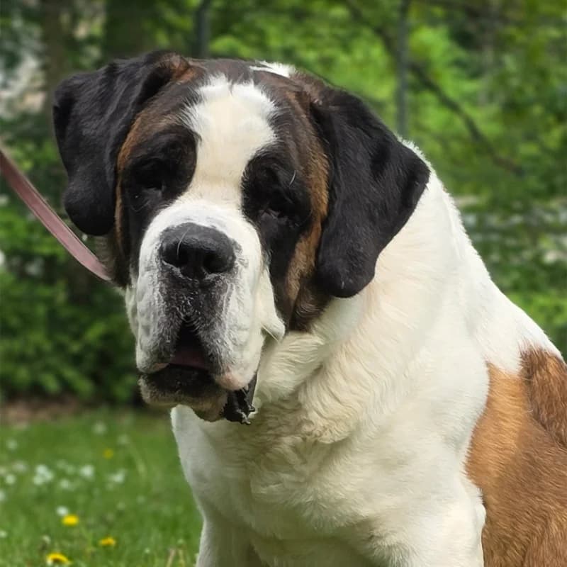 Anton, male 4yo Saint Bernard for adoption at Tierheim Hannover, Hannover