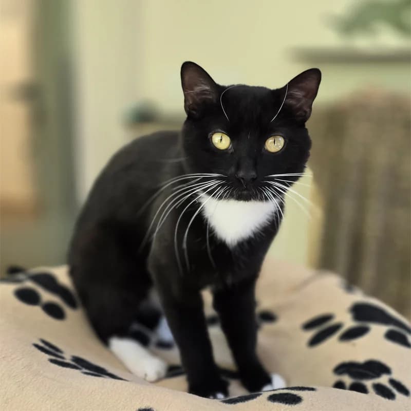 Chester, male Mixed Breed Cat for adoption at Tierheim Hannover, Hannover
